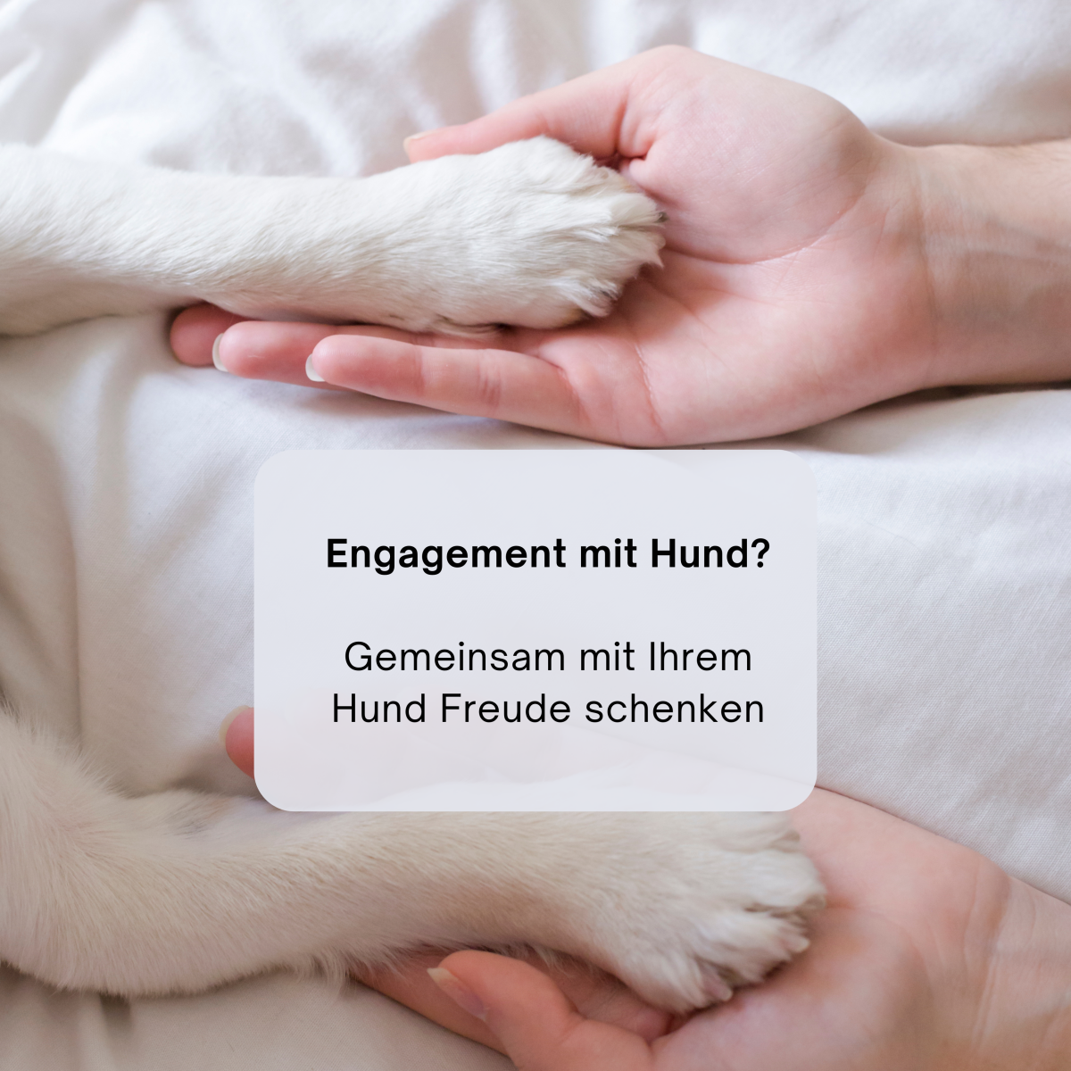 Besuchsdienst mit Hund