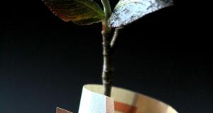 Anne Nygard | unsplash.com